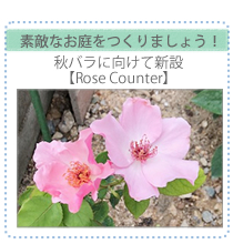 秋バラに向けて新設【Rose Counter】」