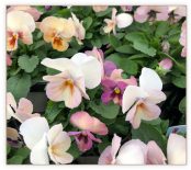 パンジー＆ビオラと寄せ植え、一緒になに植える？【素敵なお庭をつくりましょう！90】