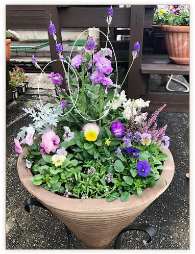 お花　寄せ植え　金魚草 鉢上げした #金魚草ムーンライトオブトリニティ 寄せ植えに使っても1