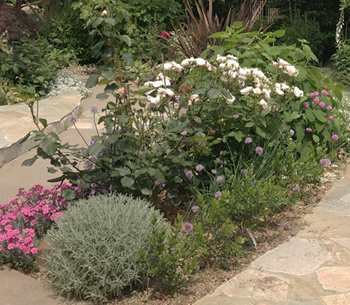 植物の植え替えでも、お庭の雰囲気が変わります。