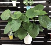 フィカス・ウンベラータと一緒に暮らそう【素敵なお庭をつくりましょう！93】