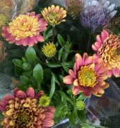 大活躍のオステオスペルマム【素敵なお庭をつくりましょう！95】