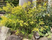 コニファー（針葉樹）の魅力再発見！【素敵なお庭をつくりましょう！96】