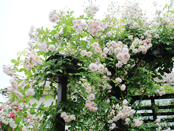 八重咲きの桜と同じ大きさの花を咲かす【ヒマラヤンムスク】。
