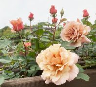 待ちに待った３年目のRose Garden　園芸店が造るRose Gardenの成長記録Vol,9【素敵なお庭をつくりましょう！97】