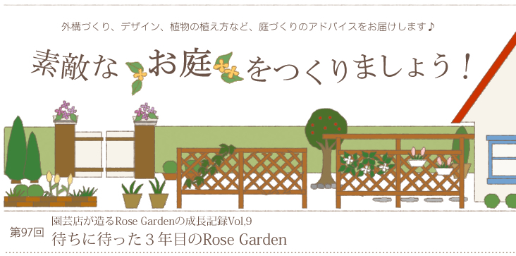 待ちに待った３年目のRose Garden　園芸店が造るRose Gardenの成長記録Vol,9【素敵なお庭をつくりましょう！97】