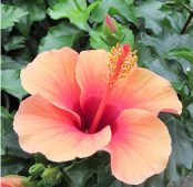 室内で花を咲かせるハイビスカス！サニーシティー【素敵なお庭をつくりましょう！98】