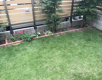 心配していた芝生は、花壇の際まで復活してくれました！
施工直後は、固まる土の目地が脆かったのですが、現在では固く安定してかなりしっかりしています。