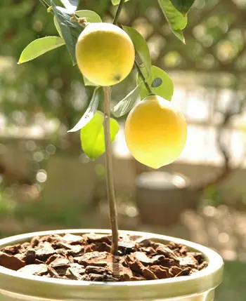 鉢植えがお勧め！レモンの木【素敵なお庭をつくりましょう！100