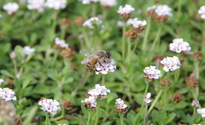 花が咲いている時期はミツバチが飛び交ってしまうので、できるだけ花は刈ってしまうことにしています（これがかなりの大仕事）。