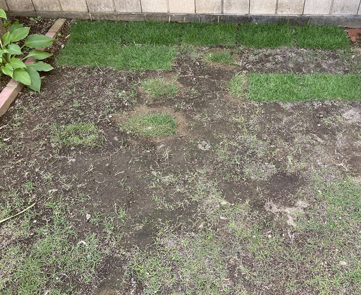 翌年の春に一部の芝生を張り替えましたが、予想以上に広範囲の芝生が傷んでいました。オーニングで日陰になってしまった結果、すっかり芝生がなくなり、土がむき出しとなっています。