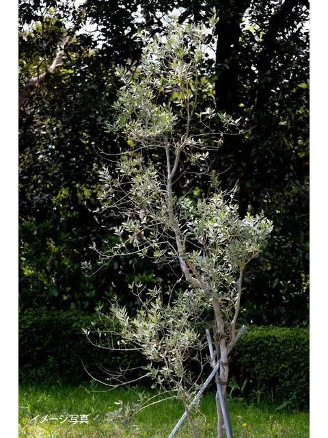 オリーブの木 植栽 3m以上あります