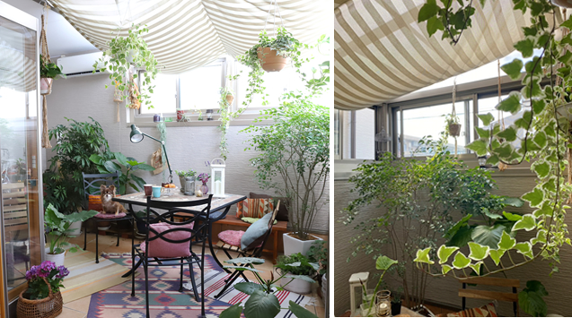 写真⑦：日本での事例、リビングからのコンサバトリー（自宅）。