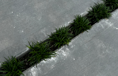 目地に土を残し、隙間にタマリュウを植えてもらいました。