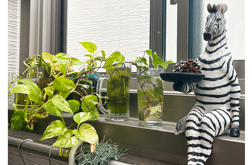 写真③：窓辺の小さな空間にも、水栽培のグリーンを置くと、スクスク育ちます（筆者自邸）。