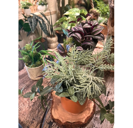 写真④：さまざまな種類を組み合わせて、鉢のイメージを揃えると空間に統一感が出ます。